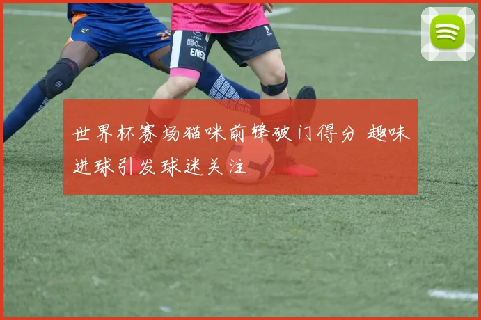 世界杯赛场猫咪前锋破门得分 趣味进球引发球迷关注